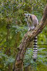 ring-tailed lemur