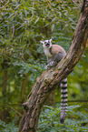 ring-tailed lemur