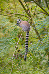 ring-tailed lemur