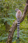 ring-tailed lemur