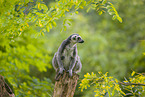 ring-tailed lemur