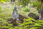 ring-tailed lemur