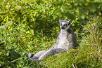 ring-tailed lemur