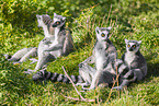 ring-tailed lemurs