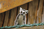 ring-tailed lemur