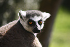 ring-tailed lemur