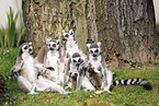 ring-tailed Lemurs