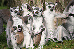 ring-tailed Lemurs