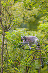 ring-tailed lemur