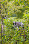 ring-tailed lemur