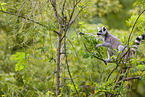 ring-tailed lemur