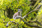 ring-tailed lemur