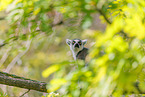 ring-tailed lemur