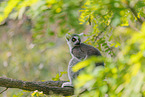 ring-tailed lemur