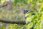 ring-tailed lemur