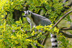ring-tailed lemur