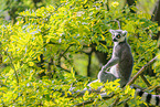 ring-tailed lemur