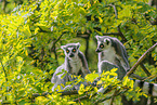 ring-tailed lemurs