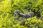 ring-tailed lemurs