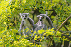 ring-tailed lemurs