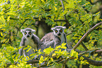 ring-tailed lemurs