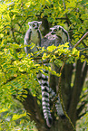 ring-tailed lemurs
