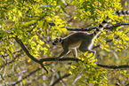 ring-tailed lemur