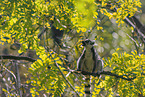 ring-tailed lemur