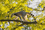 ring-tailed lemur