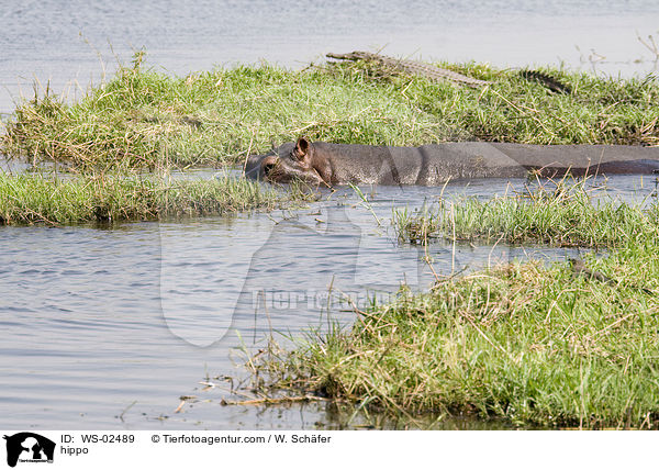 Flusspferd / hippo / WS-02489