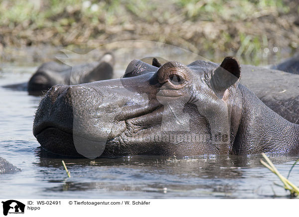 Flusspferd / hippo / WS-02491