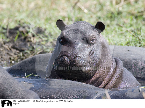 Flusspferd / hippo / WS-02492