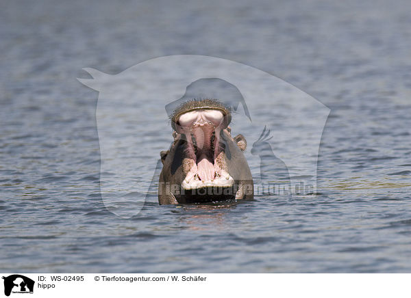 Flusspferd / hippo / WS-02495