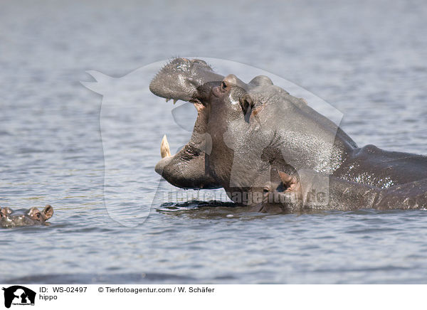 Flusspferd / hippo / WS-02497