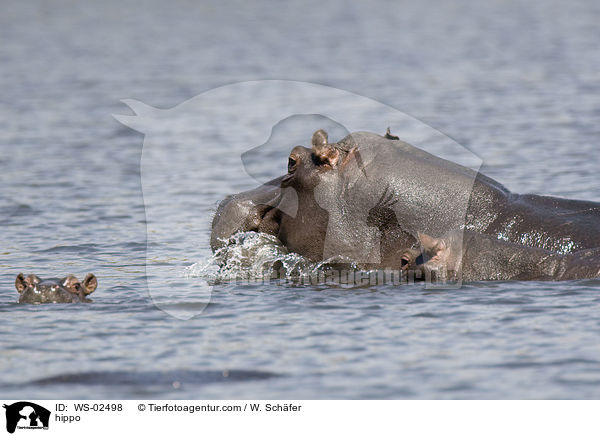 Flusspferd / hippo / WS-02498