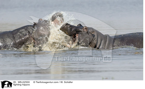 kmpfende Flusspferde / fighting hippos / WS-02500