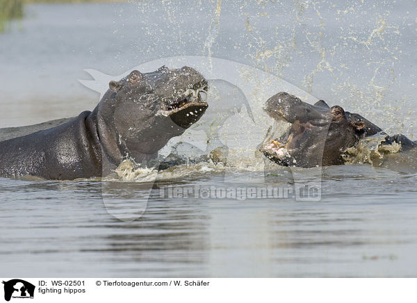 kmpfende Flusspferde / fighting hippos / WS-02501