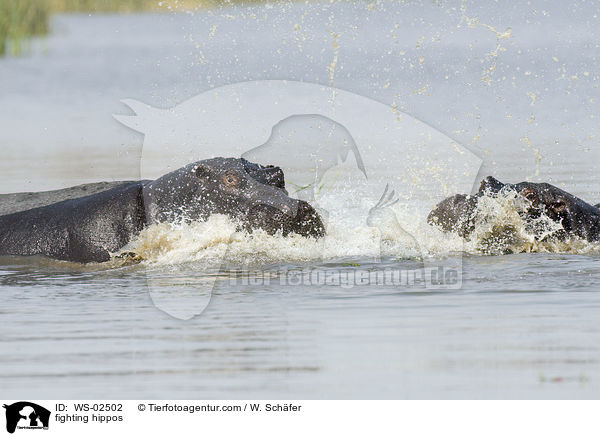 kmpfende Flusspferde / fighting hippos / WS-02502