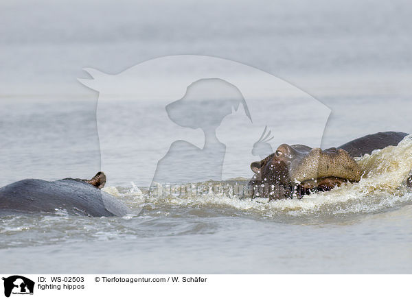 kmpfende Flusspferde / fighting hippos / WS-02503