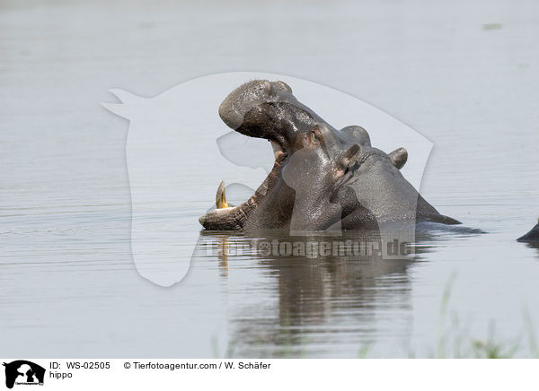Flusspferd / hippo / WS-02505