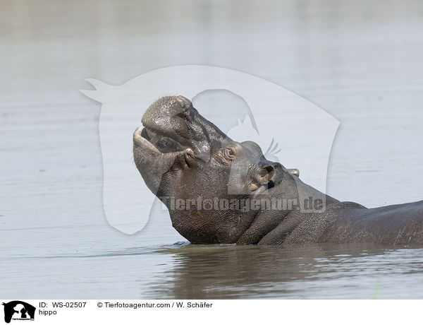 Flusspferd / hippo / WS-02507
