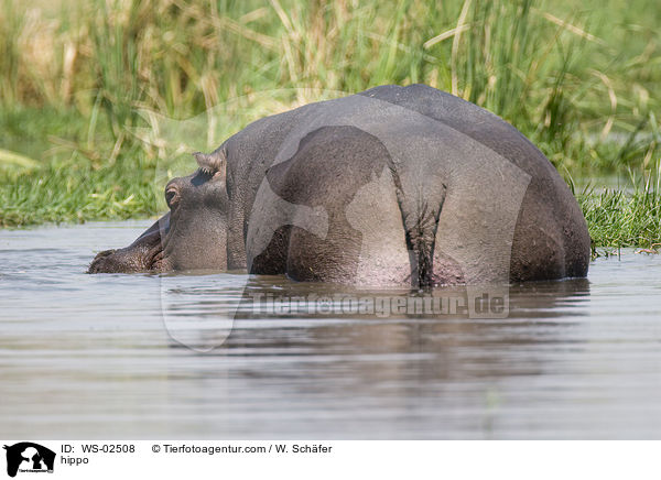 Flusspferd / hippo / WS-02508