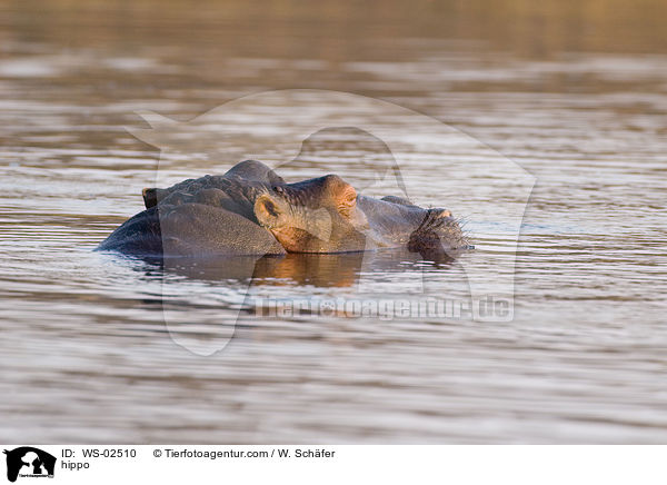 Flusspferd / hippo / WS-02510