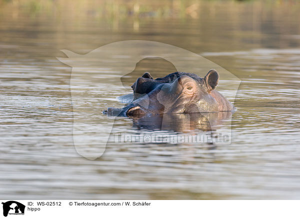 Flusspferd / hippo / WS-02512