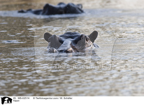 Flusspferd / hippo / WS-02514