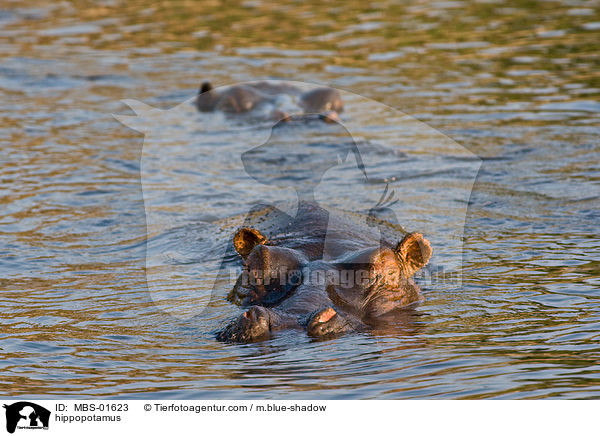Flusspferde / hippopotamus / MBS-01623