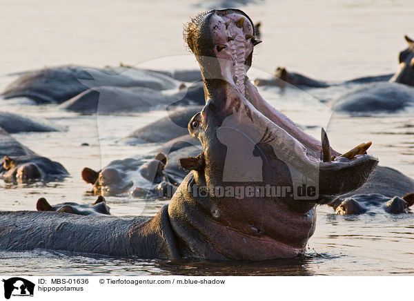 Flusspferde / hippopotamus / MBS-01636