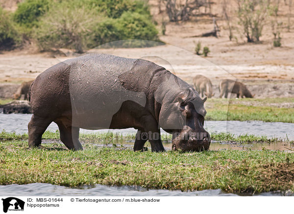 Flusspferd / hippopotamus / MBS-01644