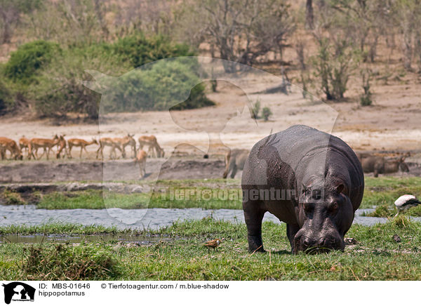 Flusspferd / hippopotamus / MBS-01646