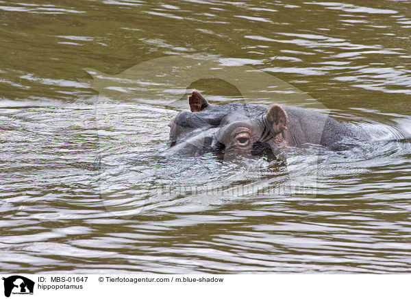 Flusspferd / hippopotamus / MBS-01647